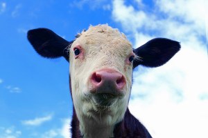 Crossroads 2014 - Sendeschwerpunkt