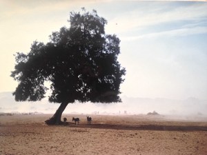 Erneut Nominierung für Radiopreis der Erwachsenenbildung 